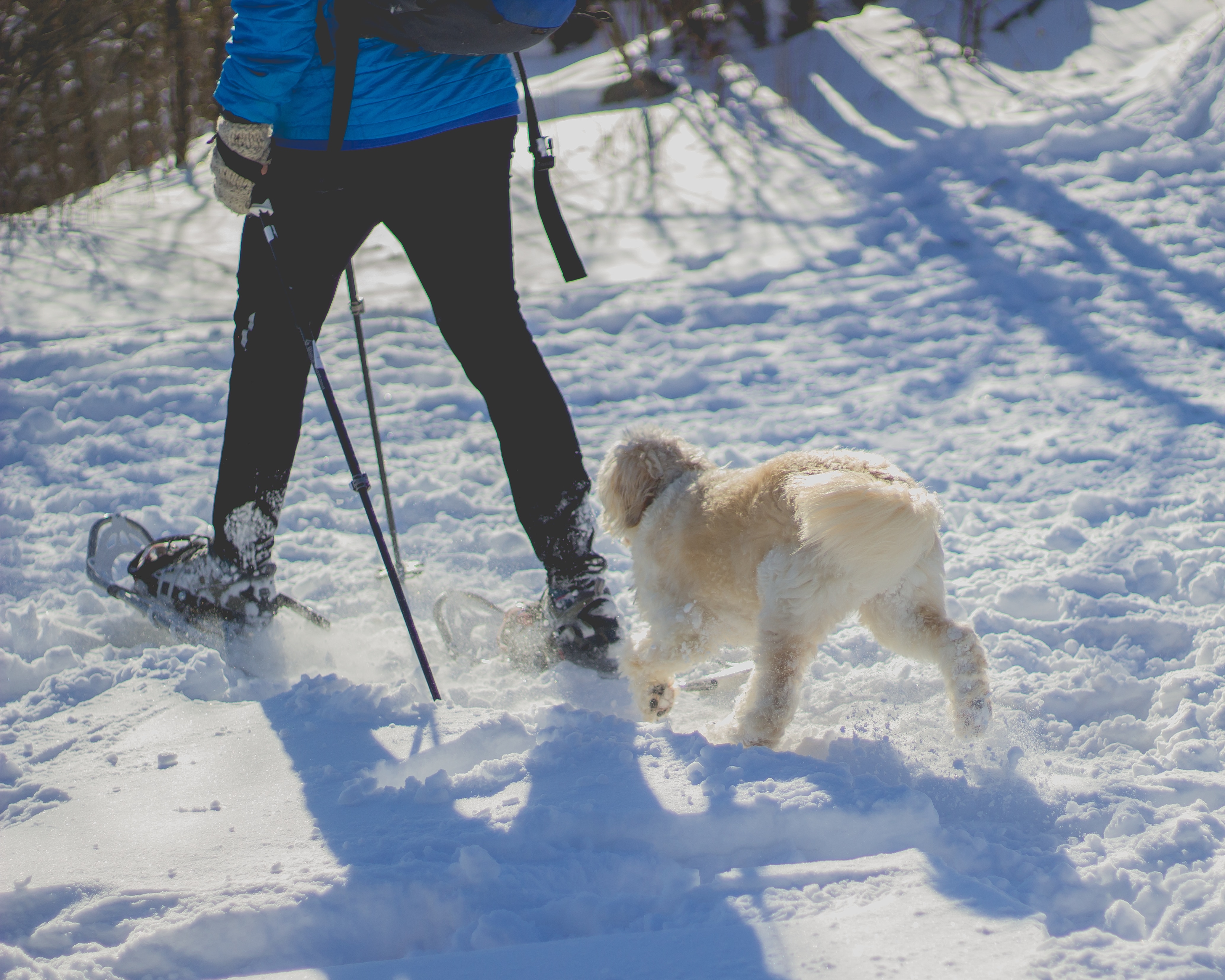 light golden retriever puppy walking on snow covered ground next to man in black pant and blue jacket beside forest during day
