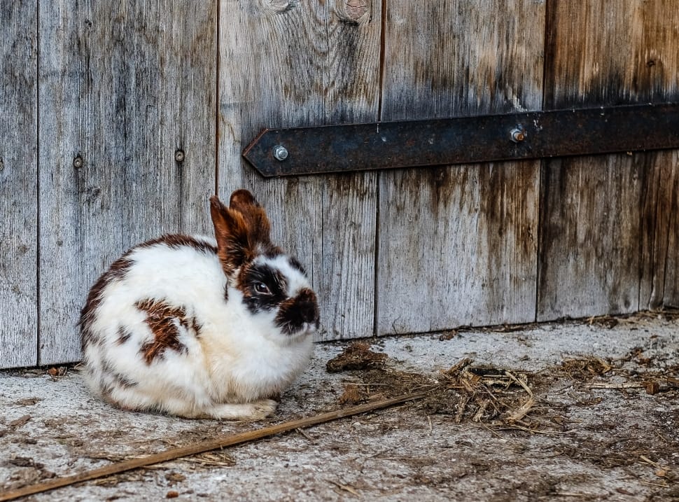 brown and white rabbit beside wooden fence during daytime preview