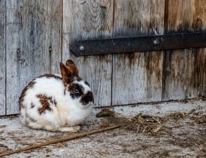 brown and white rabbit beside wooden fence during daytime thumbnail