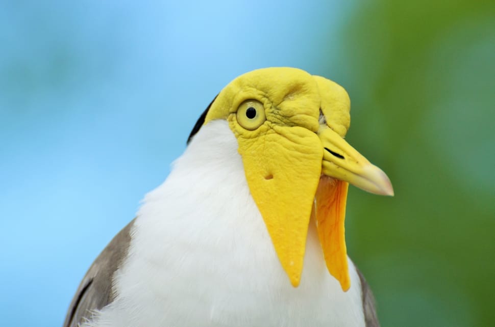 Yellow-Headed Bird, Exotic Bird, Bird, one animal, bird preview