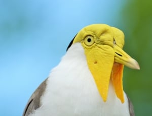 Yellow-Headed Bird, Exotic Bird, Bird, one animal, bird thumbnail