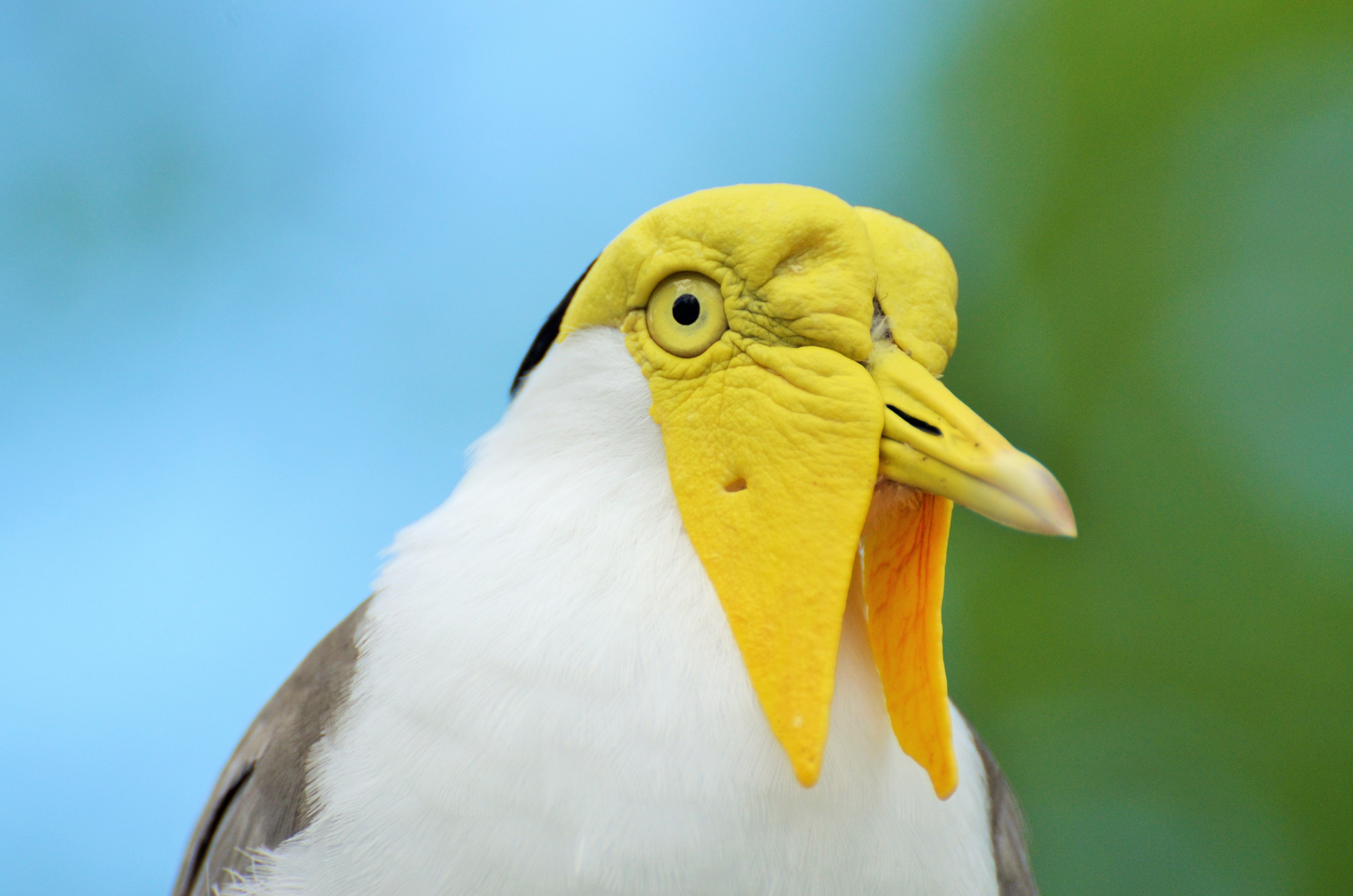 Yellow-Headed Bird, Exotic Bird, Bird, one animal, bird