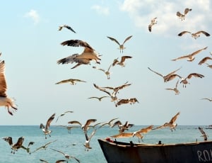 Flight, Birds, Seagull, Great, Water, large group of animals, flying thumbnail