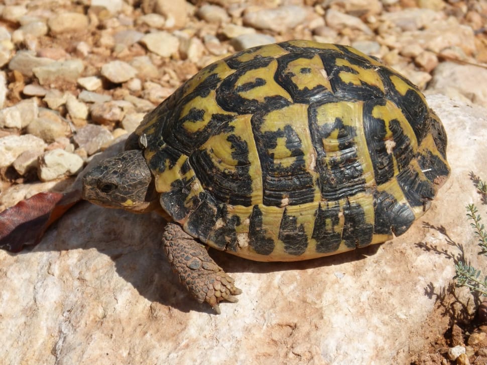 Turtle, Mediterranean Tortoise, Priorat, one animal, animal themes preview