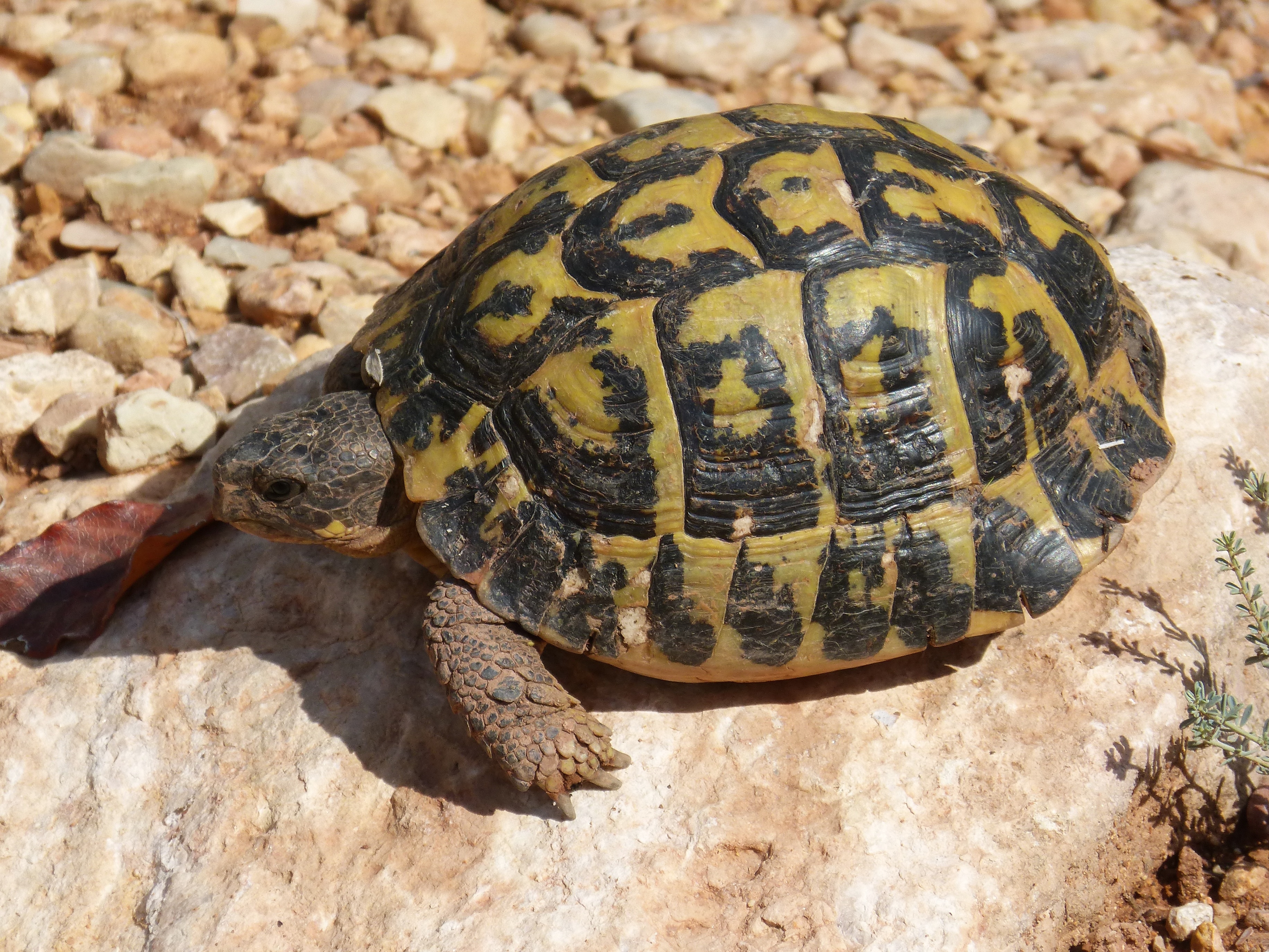Turtle, Mediterranean Tortoise, Priorat, one animal, animal themes