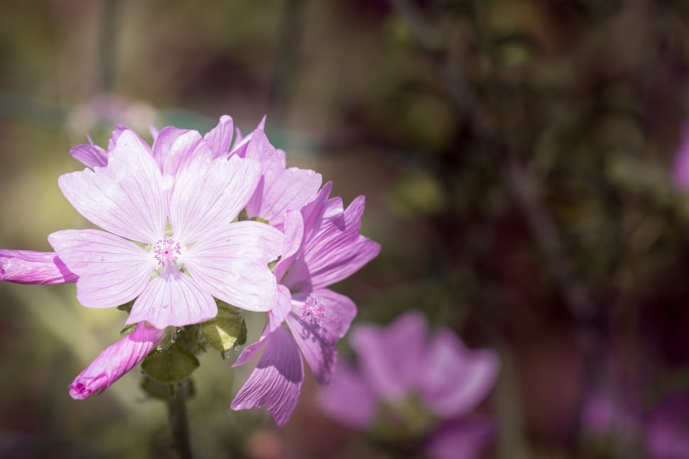 selective focus photo of pink malva flower preview