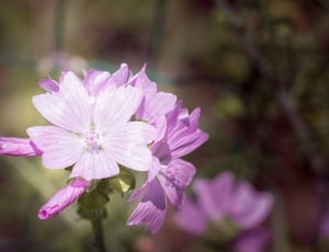 selective focus photo of pink malva flower thumbnail