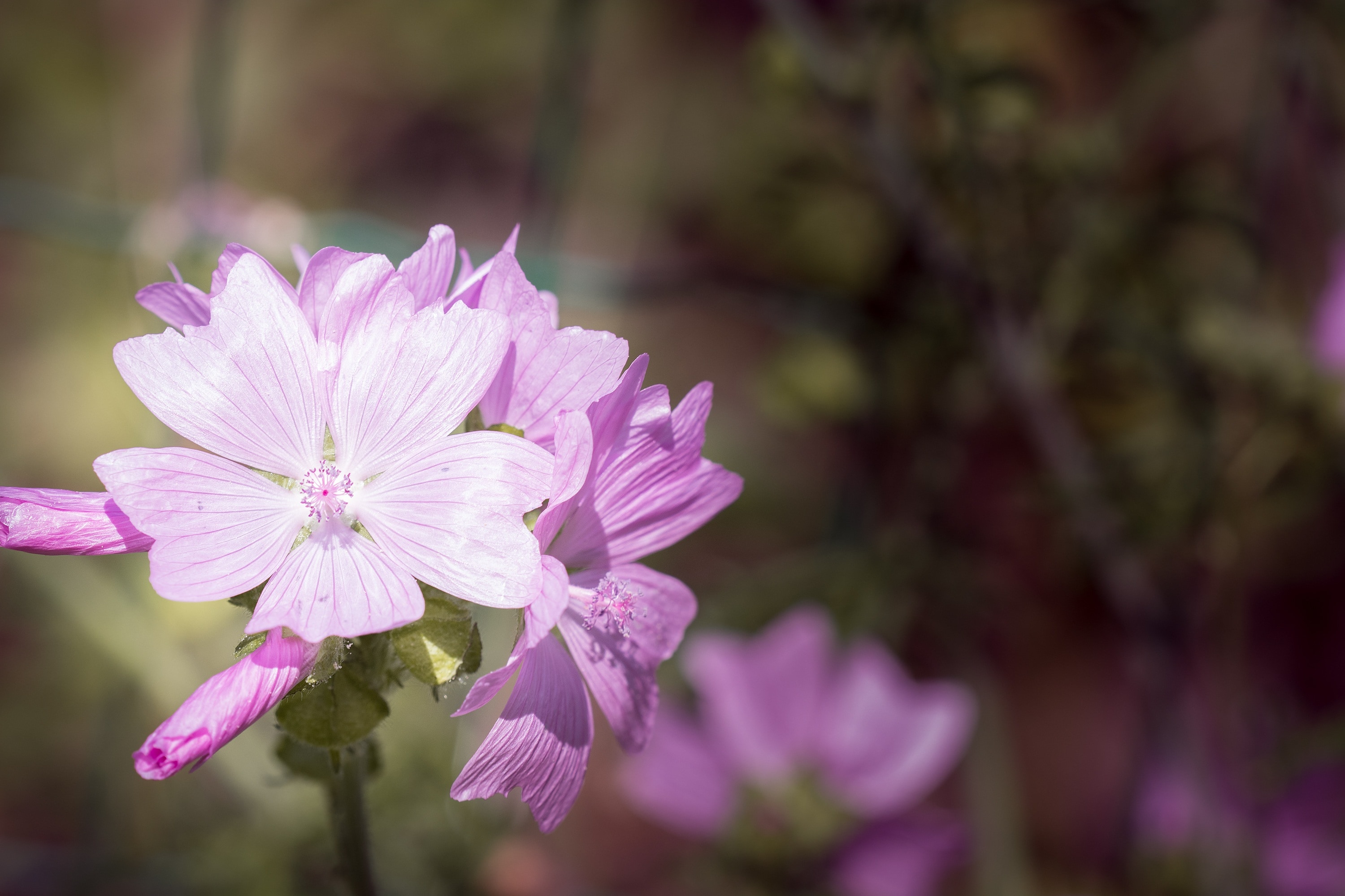 selective focus photo of pink malva flower