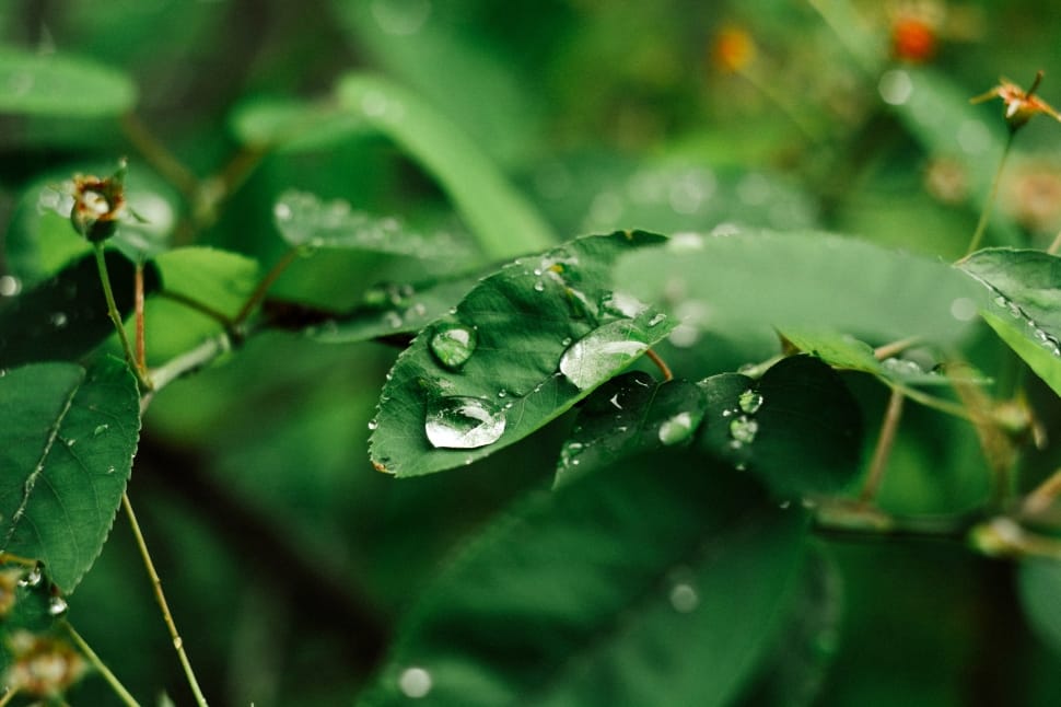 selective focus photography of green leaf plant with water droplets on top at daytime preview