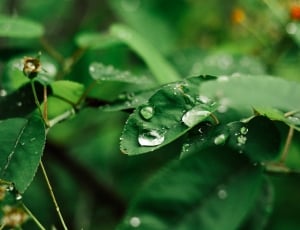 selective focus photography of green leaf plant with water droplets on top at daytime thumbnail