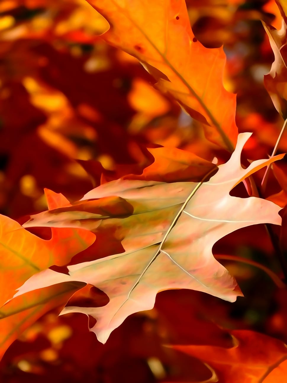 Leaf, Autumn, The Decrease In, Orange, leaf, autumn preview