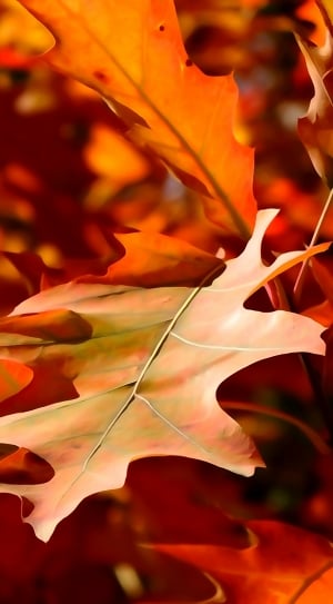 Leaf, Autumn, The Decrease In, Orange, leaf, autumn thumbnail