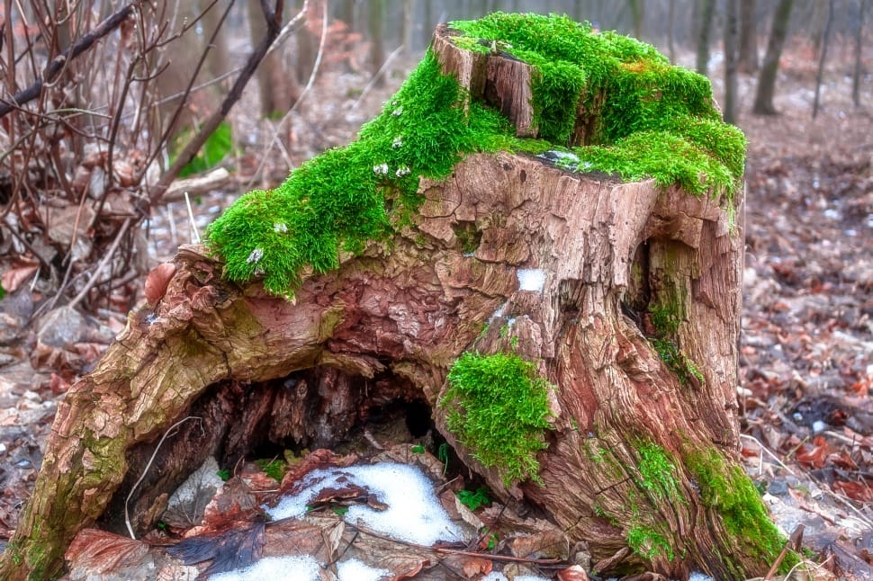 Tree Stump, Moss, Forest, Nature, Green, tree trunk, green color preview