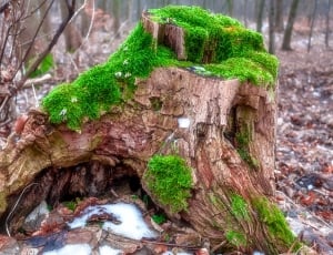 Tree Stump, Moss, Forest, Nature, Green, tree trunk, green color thumbnail