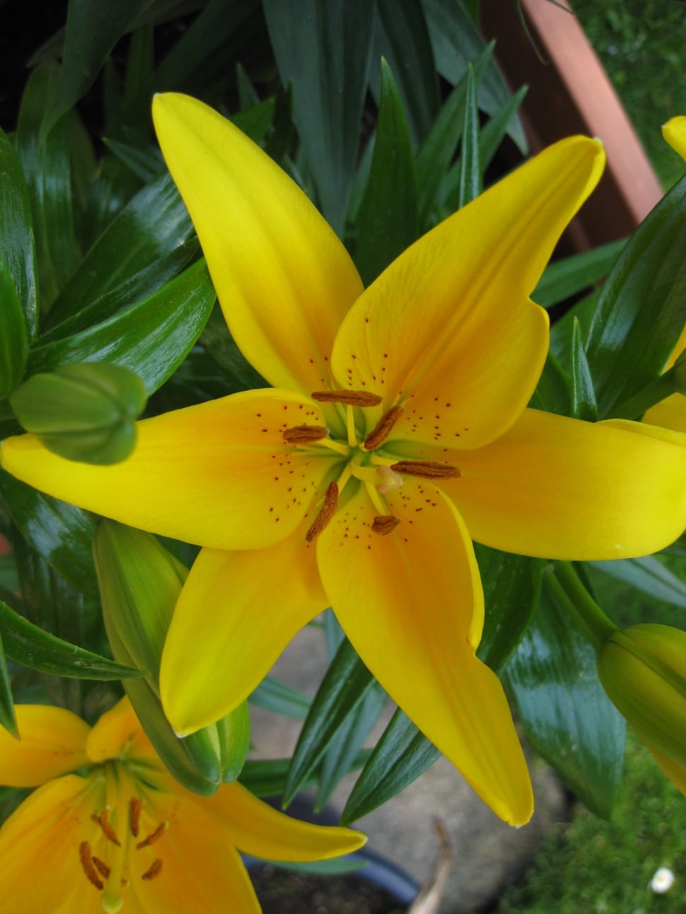 close up photography of a yellow petaled flower in bloom during day time preview