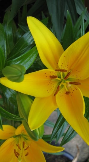 close up photography of a yellow petaled flower in bloom during day time thumbnail