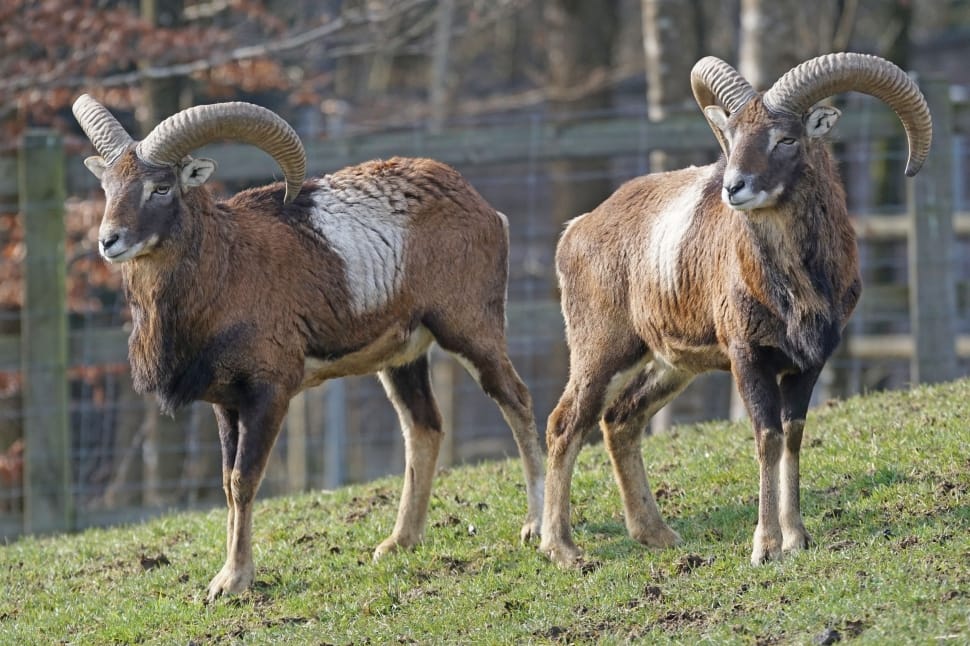 Mouflon, Horned, Horns, Ruminant, animal wildlife, animals in the wild preview