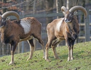 Mouflon, Horned, Horns, Ruminant, animal wildlife, animals in the wild thumbnail