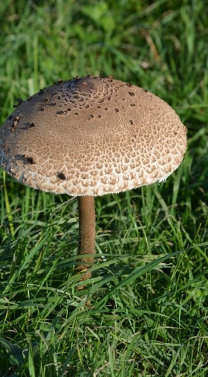 Mushroom, Nature, Autumn, mushroom, fungus thumbnail