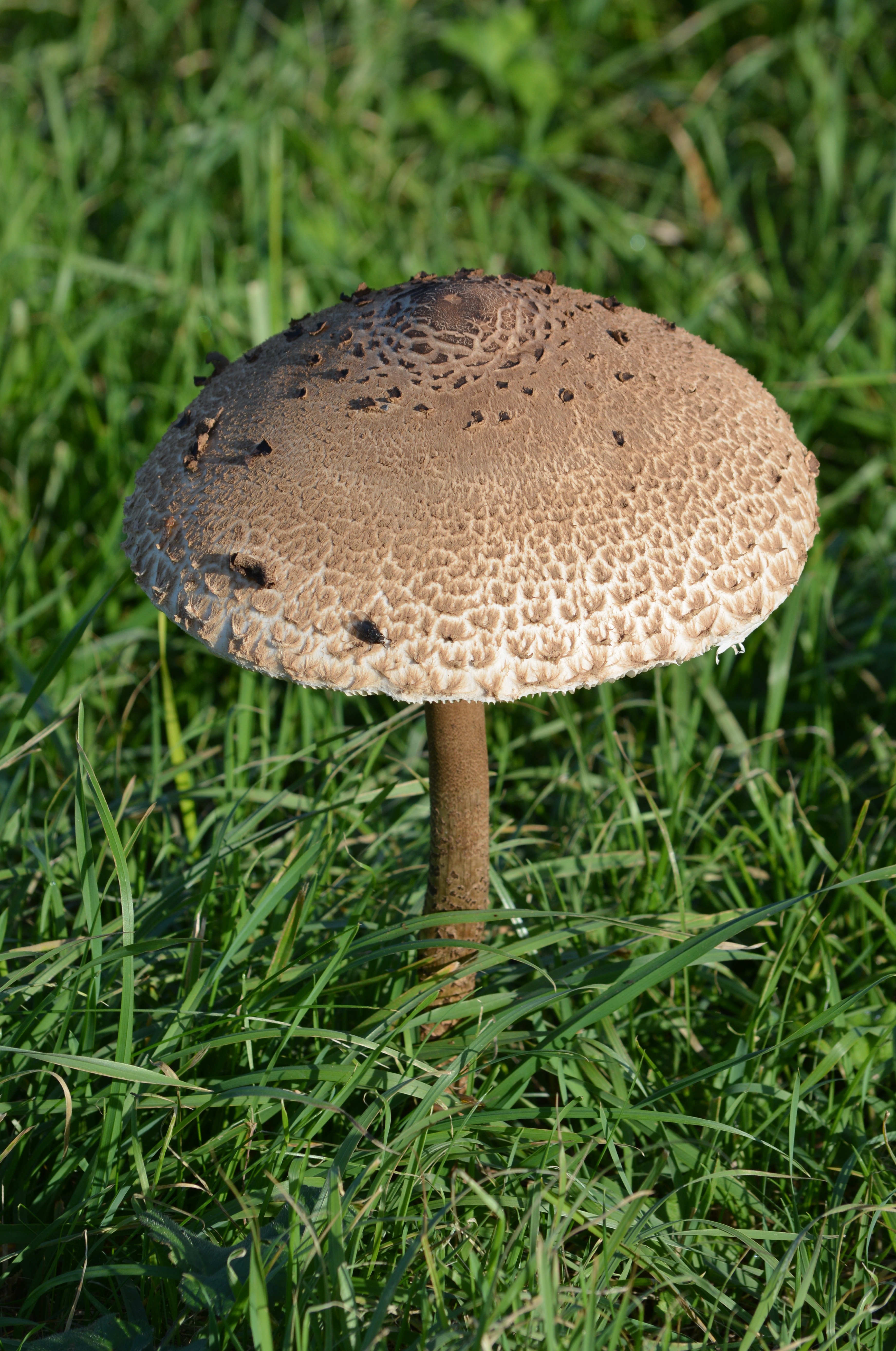 Mushroom, Nature, Autumn, mushroom, fungus