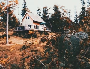 brown wooden house in forest thumbnail