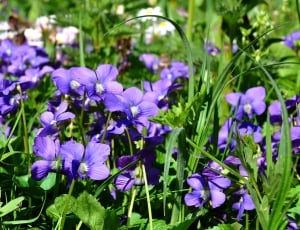 Spring, Violet, Nature, Purple Flowers, purple, flower thumbnail
