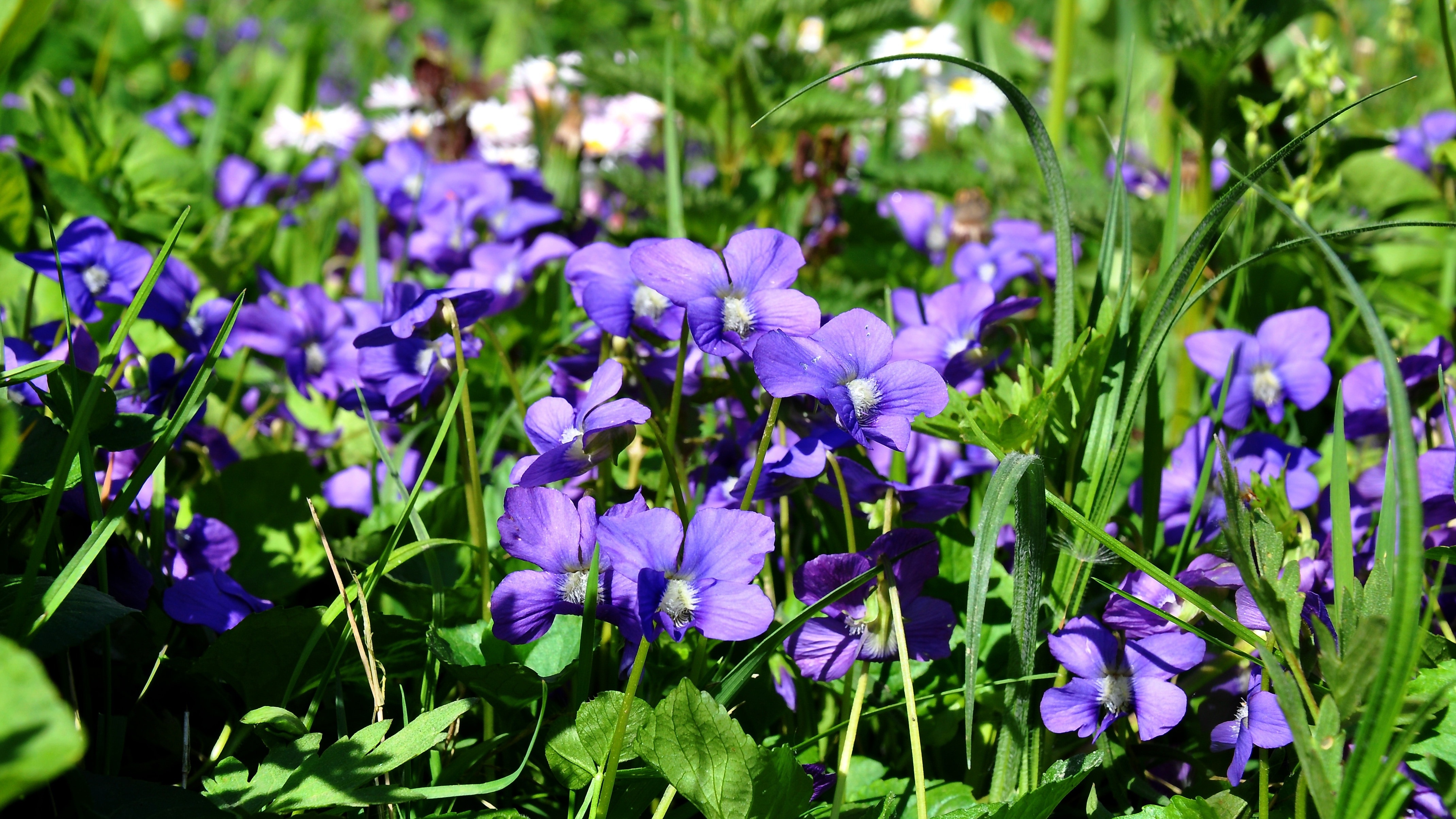 Spring, Violet, Nature, Purple Flowers, purple, flower