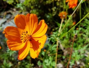 orange flower thumbnail