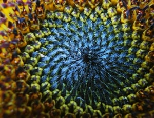 blue yellow and black petaled flower thumbnail