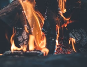 closeup photo of fire wood thumbnail