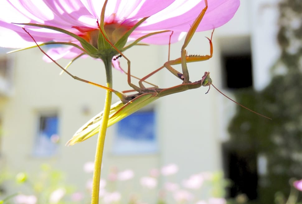 green grasshopper on pink flower preview