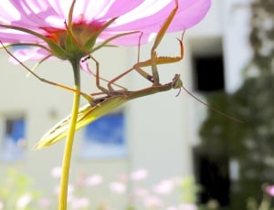 green grasshopper on pink flower thumbnail