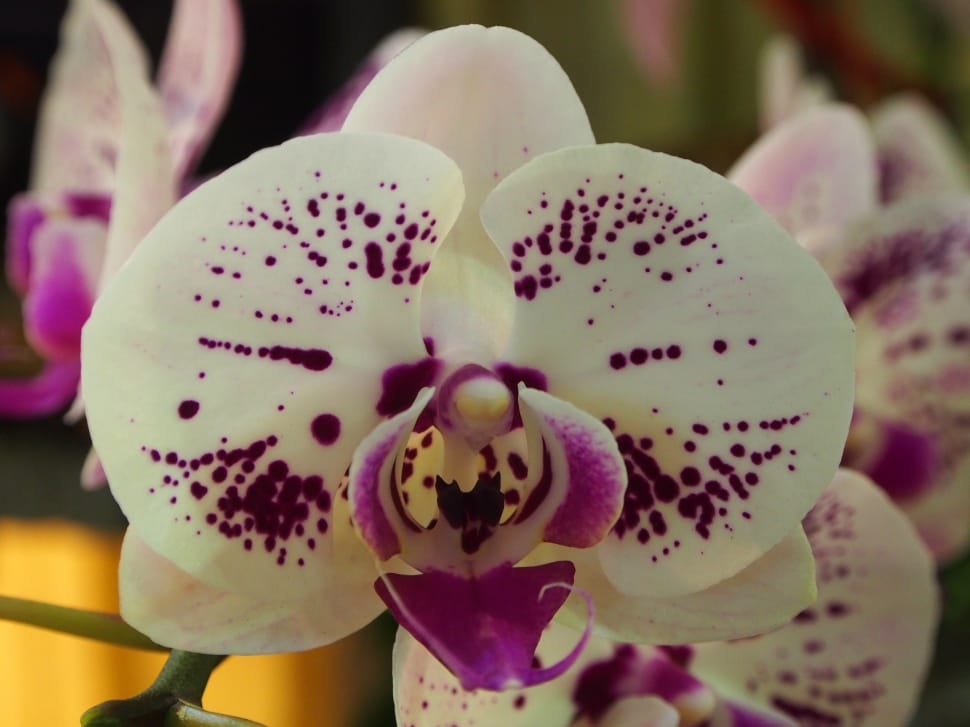 white purple moth orchid preview