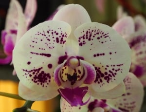 white purple moth orchid thumbnail