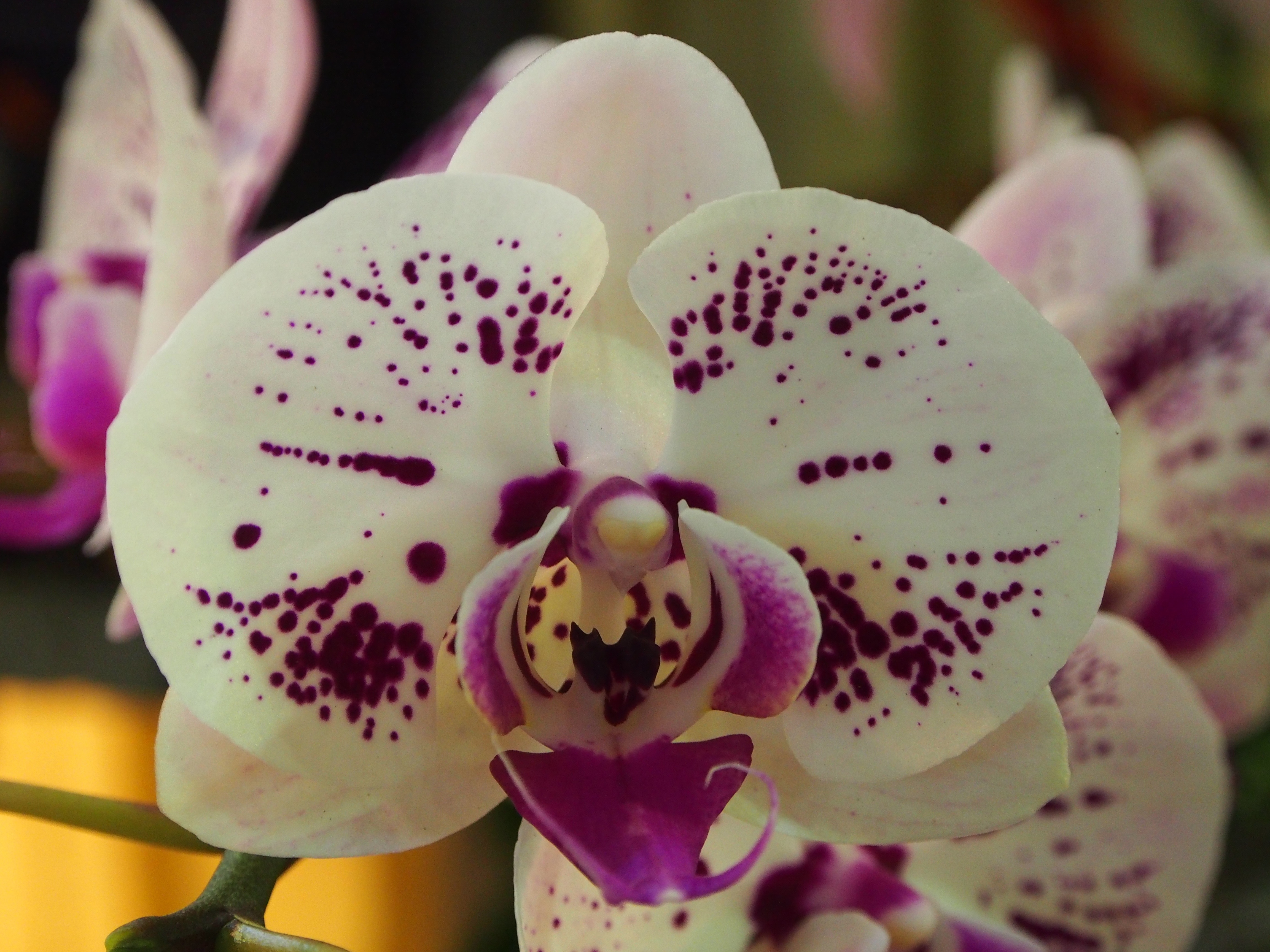 white purple moth orchid
