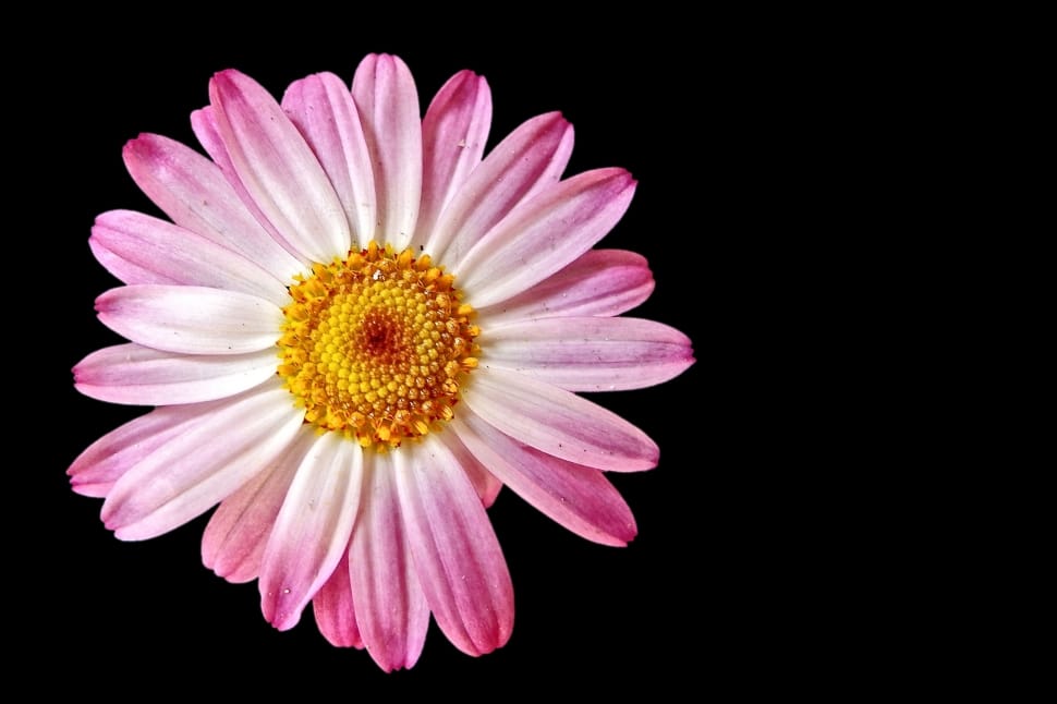 pink and yellow flower preview