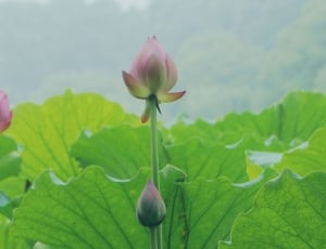 pink lily flower thumbnail