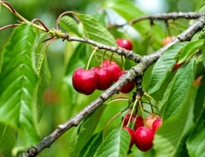 Cherry, Sweet Cherry, Red, Fruit, fruit, red thumbnail