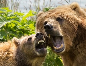 2 brown grizzly thumbnail
