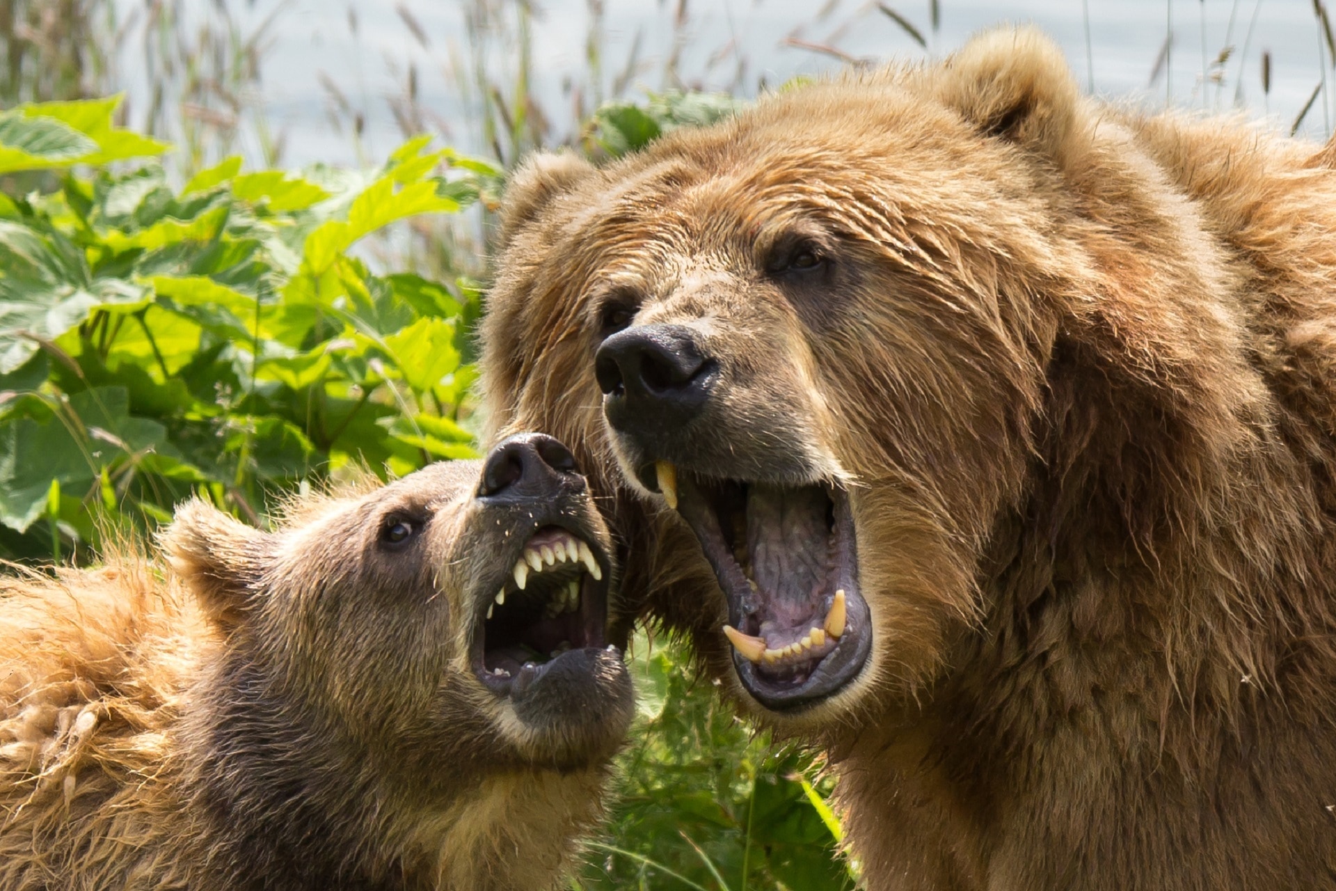 2 brown grizzly