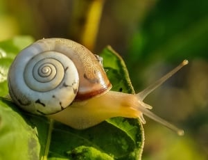 brown and white snail thumbnail