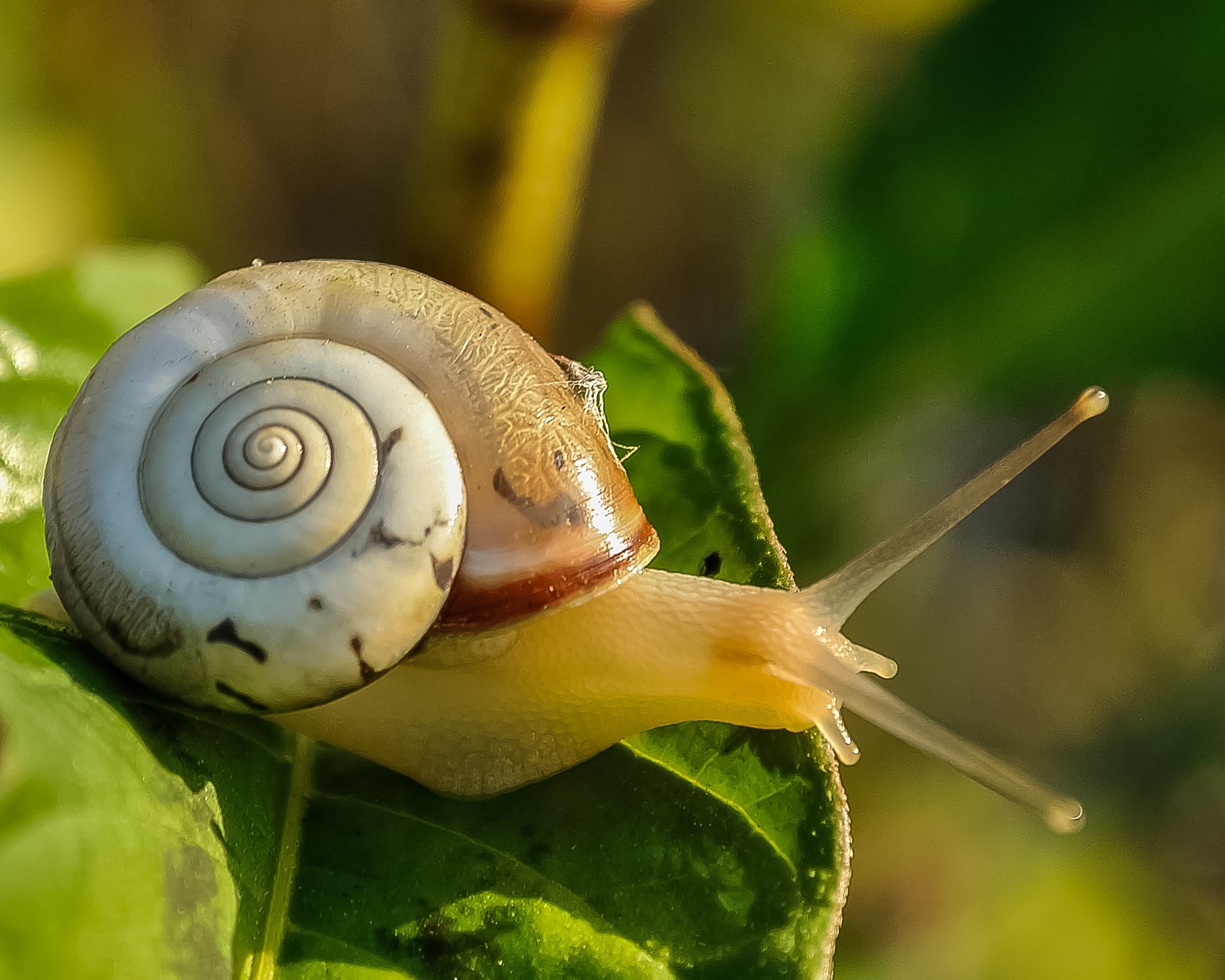 brown and white snail