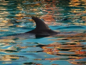 Dolphin, Water, Fin, Blue, Nature, one animal, animals in the wild thumbnail