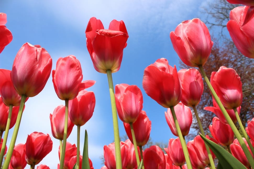 Floral, Plant, Tulips, Flowers, Spring, flower, growth preview