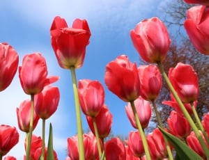 Floral, Plant, Tulips, Flowers, Spring, flower, growth thumbnail