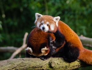 red panda thumbnail