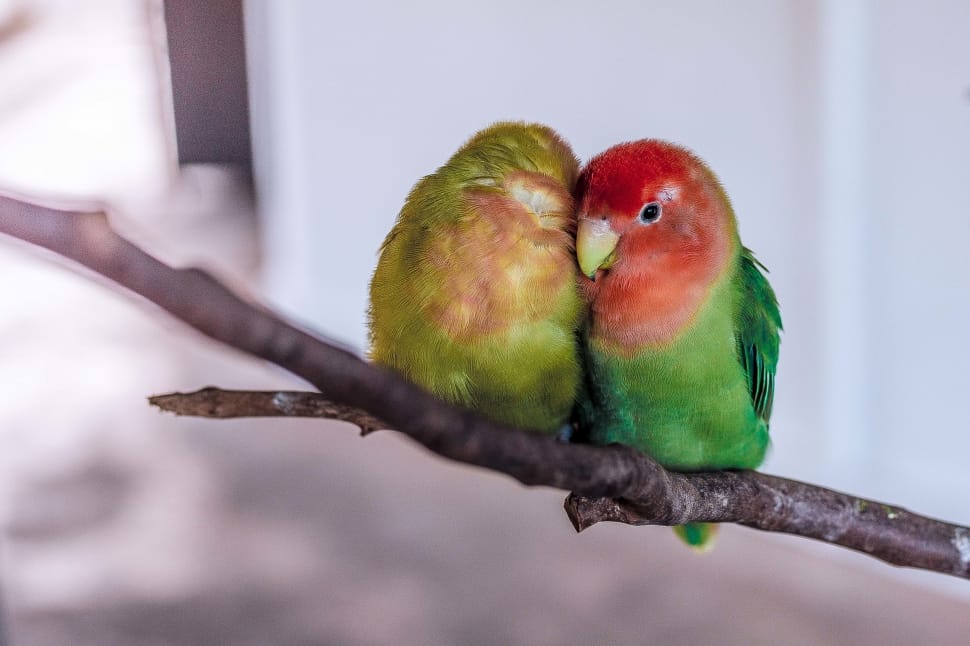 2 parakeets preview