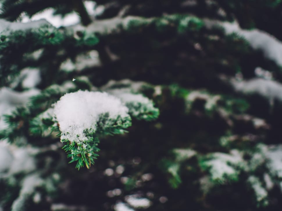 tree filled with snow preview