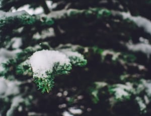 tree filled with snow thumbnail