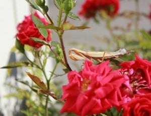 red roses and brown praying mantis thumbnail